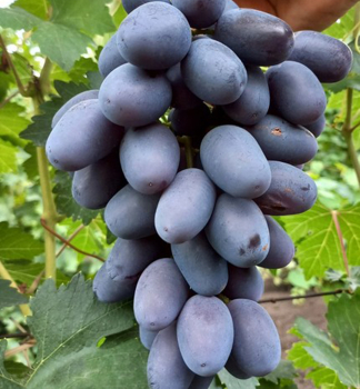 Vinn� r�va stoln� rezistentn� �CZIERNYJ KRISTAL�, zemn� bal