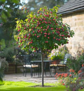 Mini vie podn. Mahalebka, prostok.