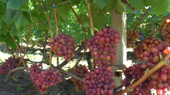 Obrázok (1) Obrázok (1)