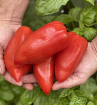 Raj�e ty�kov� �BELLANDINE F1�, kont. 0,5 l