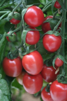 Raje tykov cherry SUNPEACH F1 kont. 0,5 l