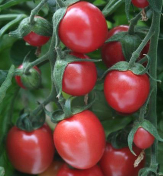 Raje tykov cherry SUNPEACH F1 kont. 0,5 l