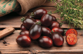 Raje tykov cherry MINIZORRO F1 kont. 0,5 l