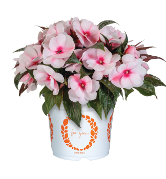 Net�kavka novoguinejsk� �PETTICOAT CHERRY BLOSSOM�, kont. 0,5 l