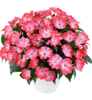 Net�kavka novoguinejsk� �HARMONY HOT PINK�, kont. 0,5 l