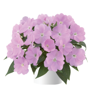 Net�kavka novoguinejsk� �HARMONY PASTEL LAVENDER�, kont. 0,5 l