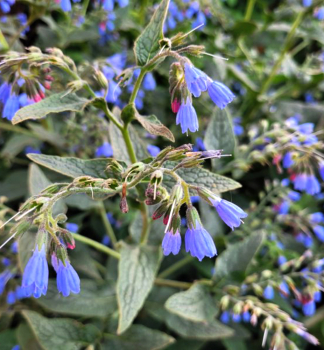 Kostival velkokvt HIDCOTE BLUE, kont. 0,5 l