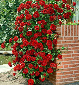 Růže pnoucí ´PAUL´S SCARLET CLIMBER´ * 15-20 cm, zemní bal