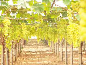 Obrázok (1) Obrázok (1)