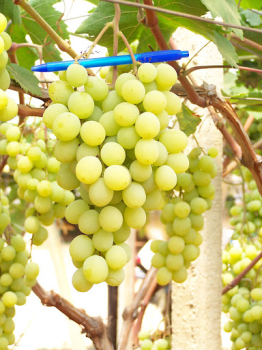 Vinn rva stoln bezsemenn rezistentn AFRODITA, prostok.