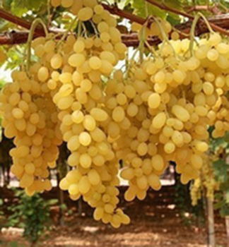 Obrázok (3) Obrázok (3)