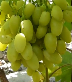 Obrázok (1) Obrázok (1)