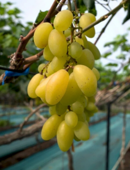 Obrázok (2) Obrázok (2)