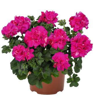 Pelargonie p�evisl� �ATLANTIC FUCHSIA�, kont. 0,5 l