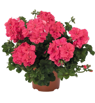 Pelargonie p�evisl� �ATLANTIC MELON�, kont. 0,5 l