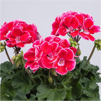 Pelarg�nie vzp��men� �SPANISH WINE� RED�, kont. 0,5 l