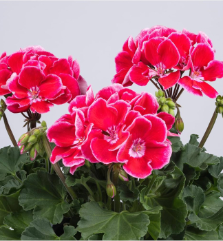 Pelarg�nie vzp��men� �SPANISH WINE� RED�, kont. 0,5 l