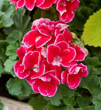 Pelarg�nie vzp��men� �SPANISH WINE� RED�, kont. 0,5 l