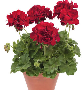 Pelarg�nie vzp��men� �VICTOR�, kont. 0,5 l