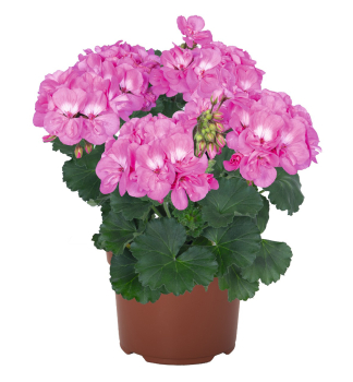 Pelarg�nie vzp��men� �SAVANNAH� TRUE PINK�, kont. 0,5 l