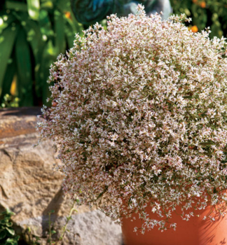 Pry�ec st��b�it� �STARBLAST PINK�, kont. 0,5 l