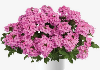 Verbena �VANESSA COMPACT PINK�, kont. 0,5 l