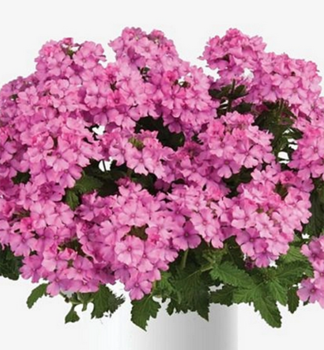 Verbena �VANESSA COMPACT PINK�, kont. 0,5 l