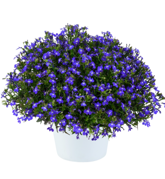 Lobelka p�evisl� �GLOW�BLUE VOLT�, kont. 0,5 l