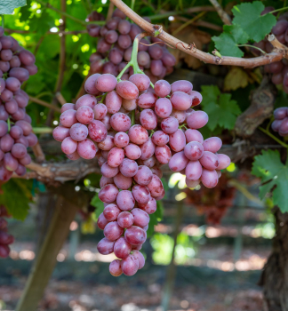 Vinn� r�va bezsemenn� �SCARLET ROYAL�, zemn� bal