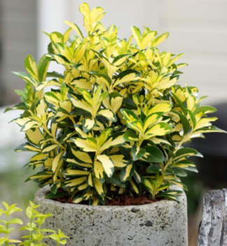 Brslen japonsk� �EXTASE �� 20-30 cm, kont. 3 l