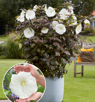 Ibi�ek bahenn� �CARROUSEL GHOST��, kont. 2 l