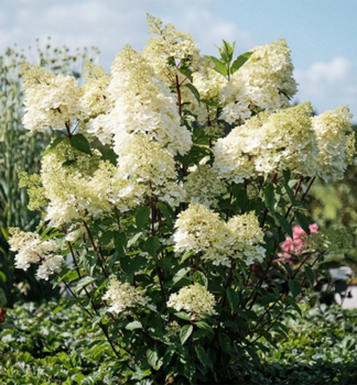 Hortenzie lantnat� �MAGICAL ANDES�� 10-15 cm, kont. 1,4 l