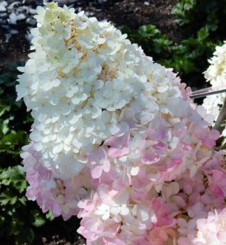 Hortenzie lantnat� �MAGICAL ANDES�� 30-40 cm, kont. 1,4 l