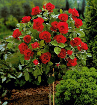 R��e mnohokv�t� �EROTIKA� *** na km�nku 90 cm, kont. 7 l