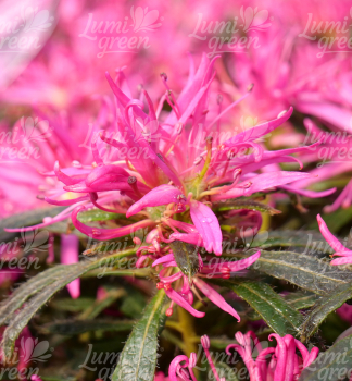Obr�zok (11)