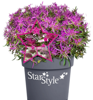 Azalka japonsk� �STAR STYLE�LILA� 15-20 cm, kont. 1,5 l