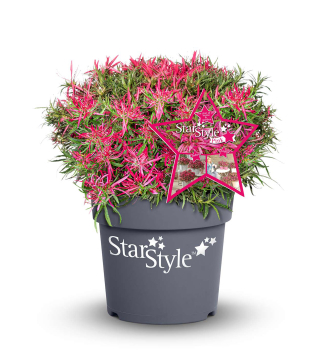 Azalka japonsk� �STAR STYLE�PINK� 15-20 cm, kont. 1,5 l
