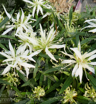 Obr�zok (5)