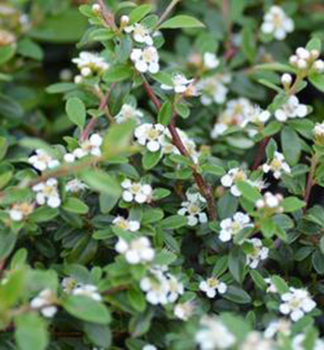 Skalnk drobnolist var. thym., 30-40 cm, kont. 2 l