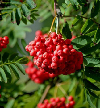 Je��b jedl� �RED ROBIN� na km�nku 80 cm, kont. 5 l