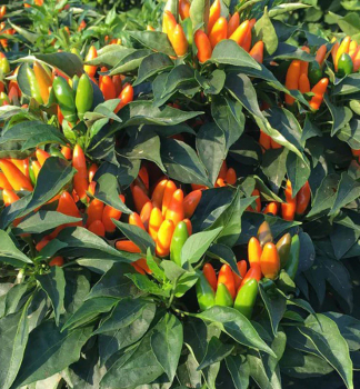 Chilli paprika STROMBOLI, kont. 0,5 l