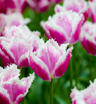 Tulipn HAWAI, 5 ks v balen