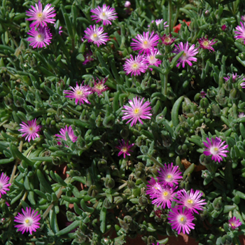 Obrzok (2)