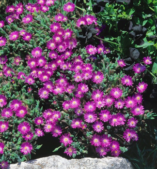 Obrzok