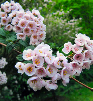 Trojpuk hust LAVENDER TIME 40-50 cm, kont. 3 l
