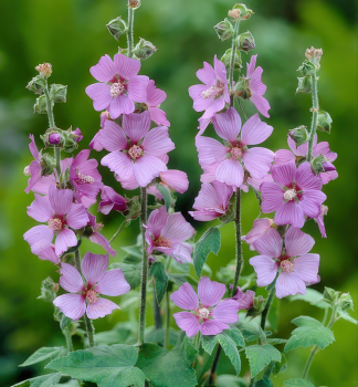 Slzovec LILAC LADY, kont. 0,5 l