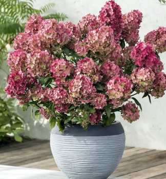 Hortenzie latnat� �PETITE CHERRY�� 50-60 cm, kont. 4 l