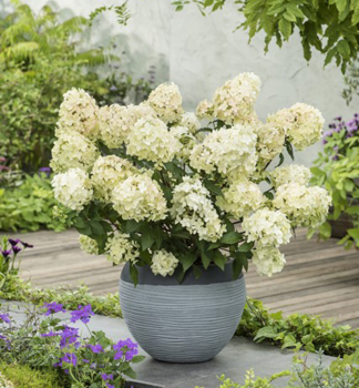 Hortenzie latnat� �PETITE STAR� 40-50 cm, kont. 4 l