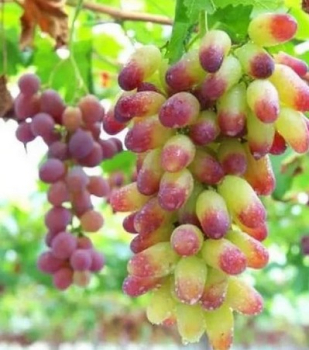 R�va vinn� stoln� �KENEDA BEAUTY FINGER�, zemn� bal