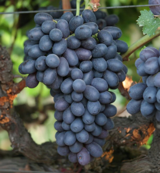 Vinn� r�va bezsemenn� �AUTUMN ROYAL�, zemn� bal